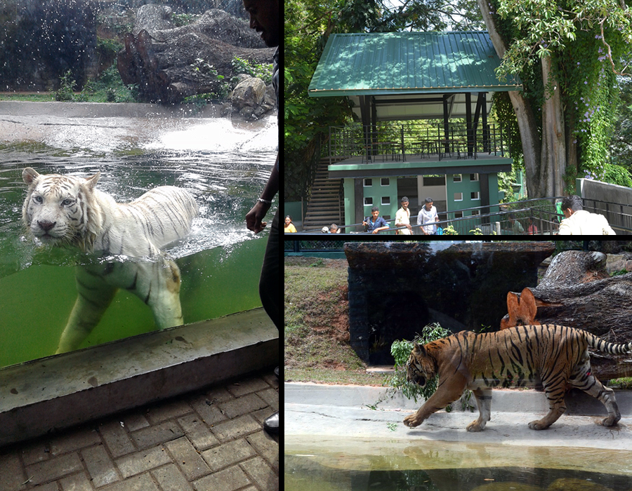 Design and construction of Enclosure for Jaguar and White Tiger at Dehiwala Zoo